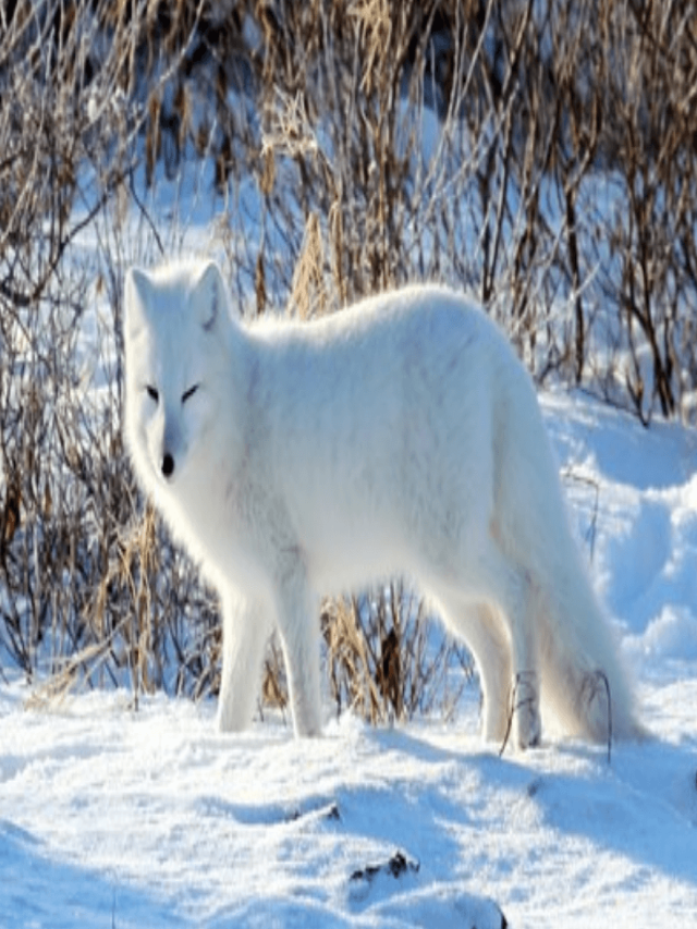 Sintético 100+ Foto que animales hay en el clima polar Lleno