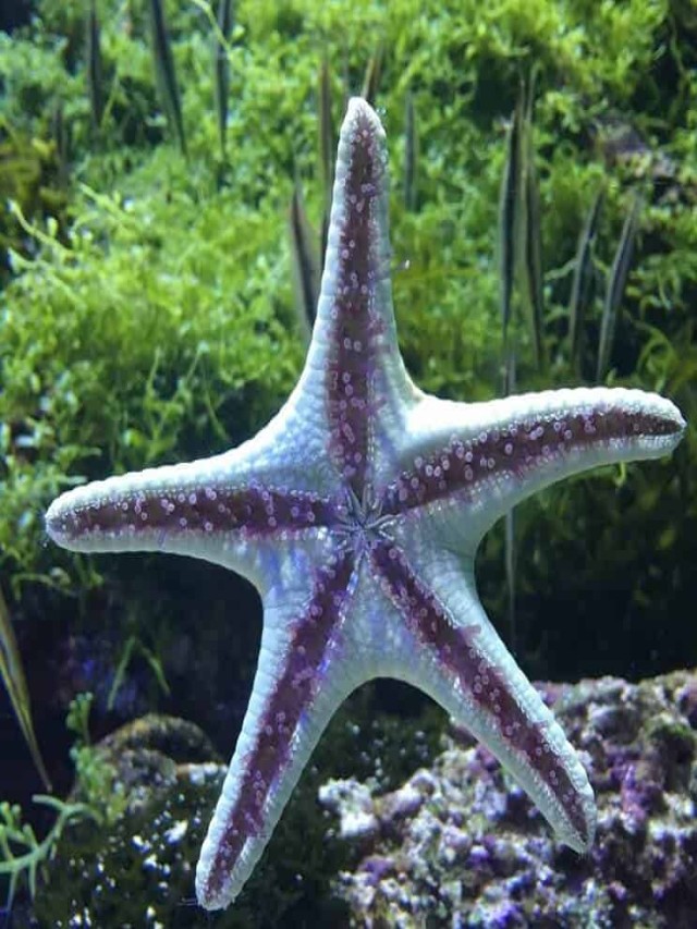 Sintético 102+ Foto qué comen las estrellas de mar Cena hermosa