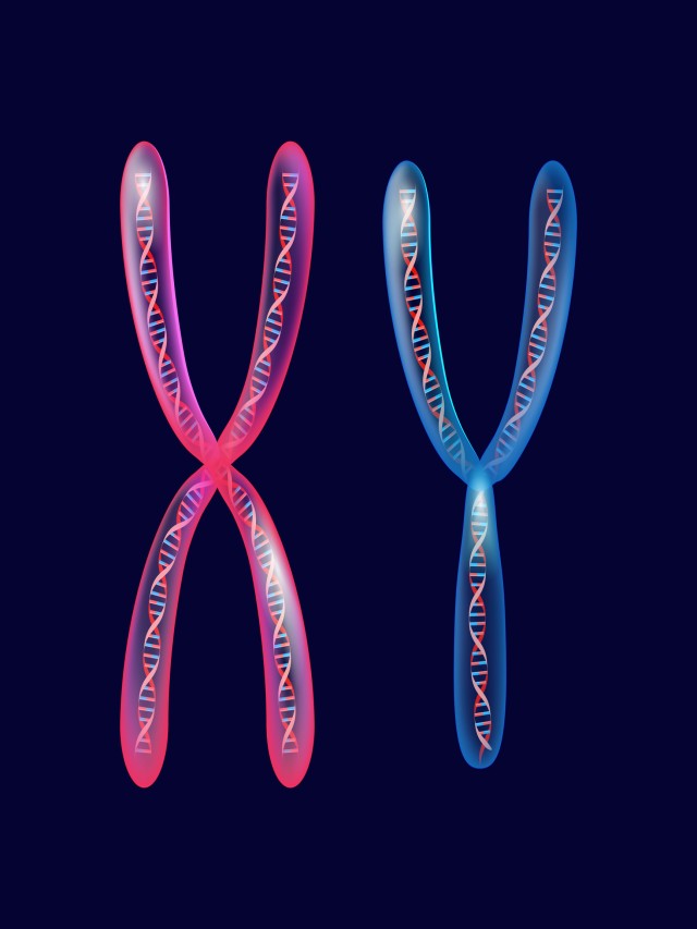 Sintético 98+ Foto que cromosomas son propios de los hombres El último