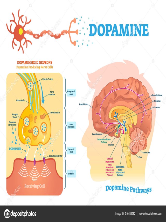 Sintético 97+ Foto que es la dopamina en el cerebro El último