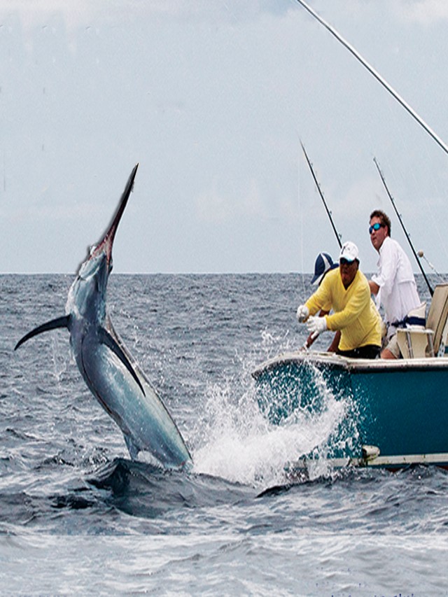 Arriba 97+ Foto que es la pesca de altura Cena hermosa