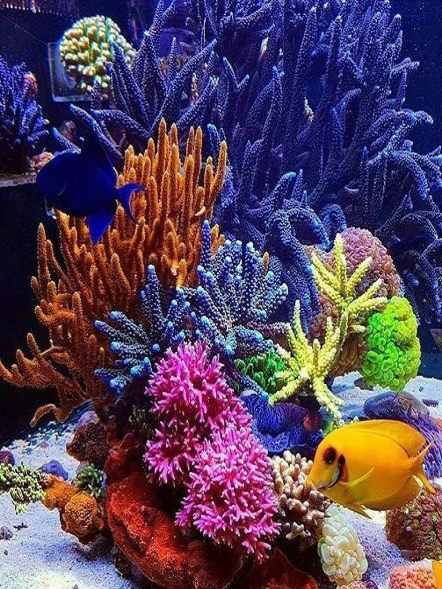 Lista 93+ Foto que es un coral de mar Lleno