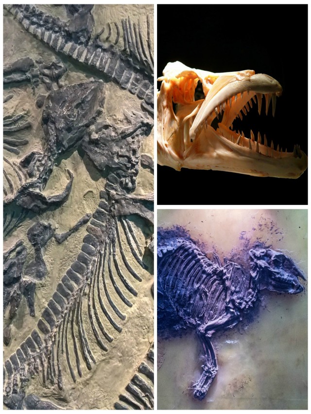 Arriba 93+ Foto que es un fosil de dinosaurio Lleno