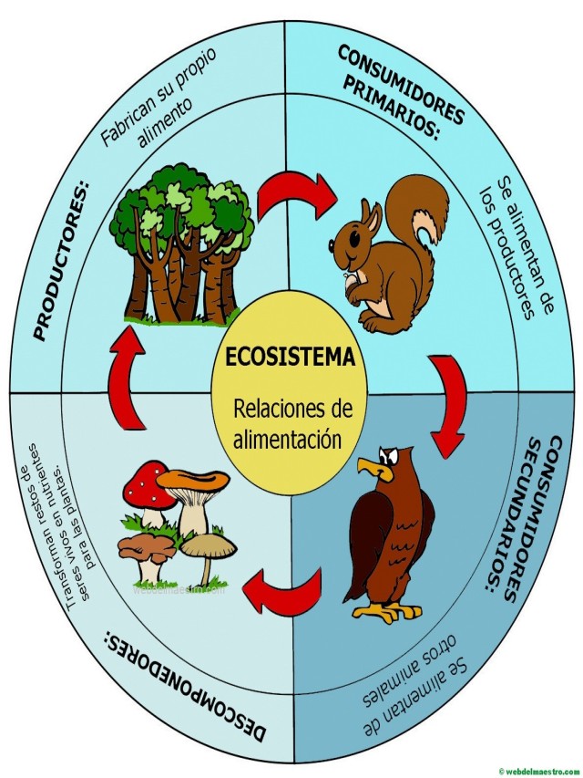 Em geral 93+ Imagen que es una cadena alimenticia para niños Actualizar