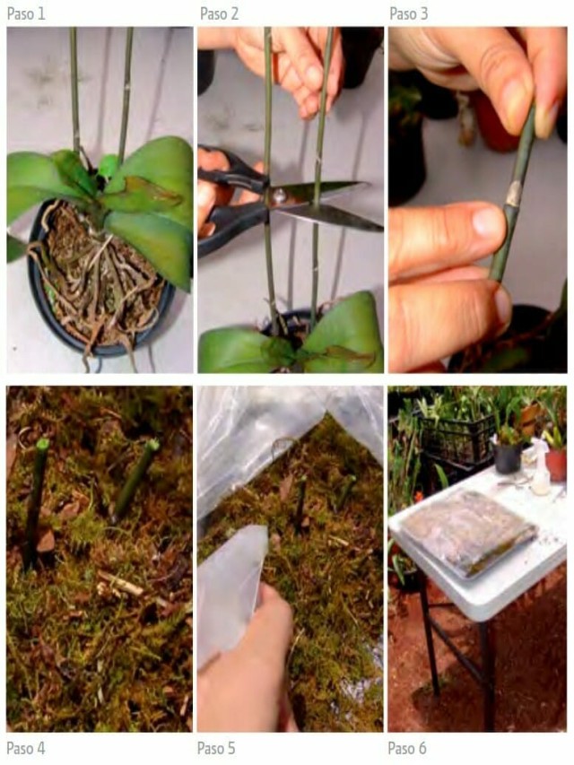 Lista 93+ Foto que hacer cuando se secan las varas de las orquídeas Cena hermosa