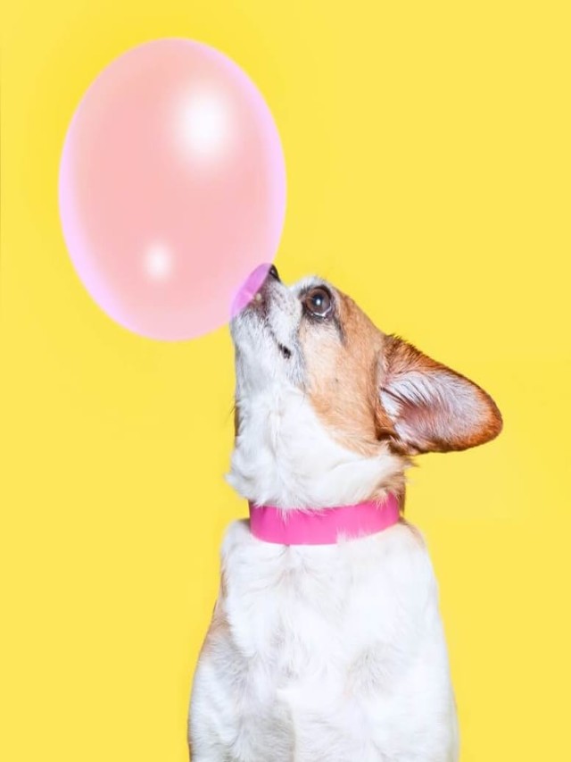 Sintético 100+ Foto que pasa si un perro se come un chicle Mirada tensa