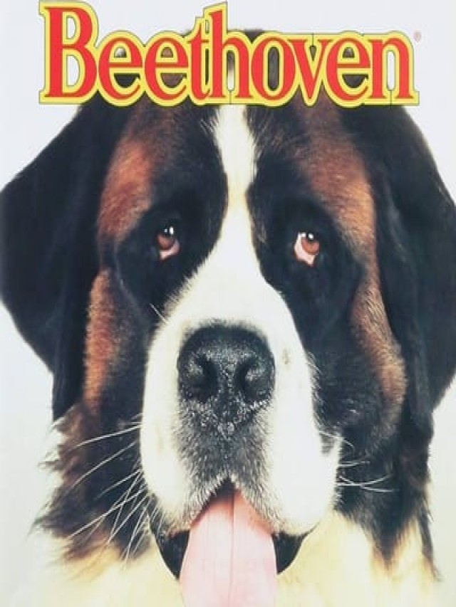 Lista 101+ Foto qué raza es el perro de la película beethoven Mirada tensa