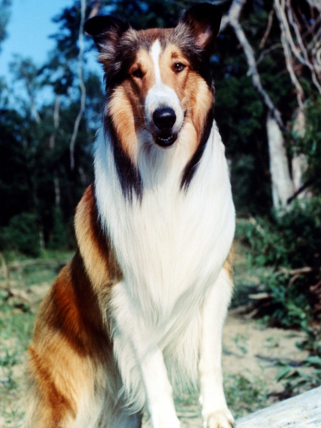 Lista 99+ Foto que raza es el perro lassie Mirada tensa