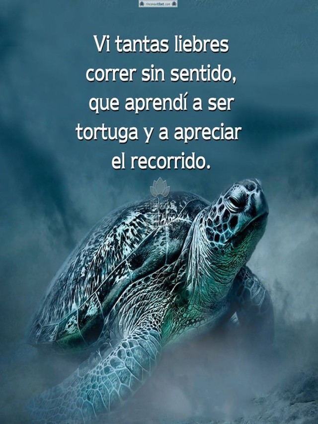 Lista 102+ Foto que significa encontrar una tortuga en el camino Mirada tensa