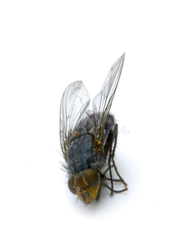Álbumes 99+ Foto que significa moscas muertas en la casa Lleno