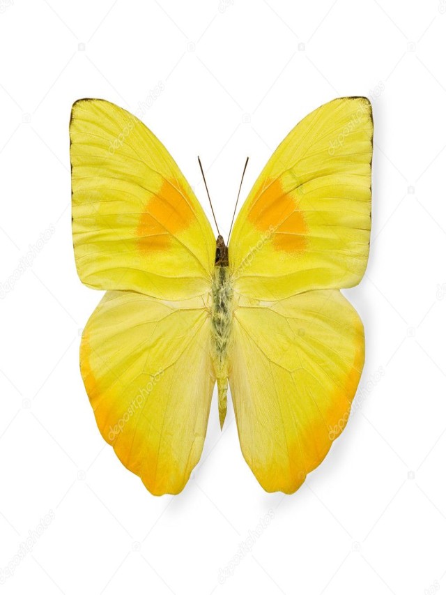 Arriba 97+ Foto qué significa ver una mariposa amarilla Lleno