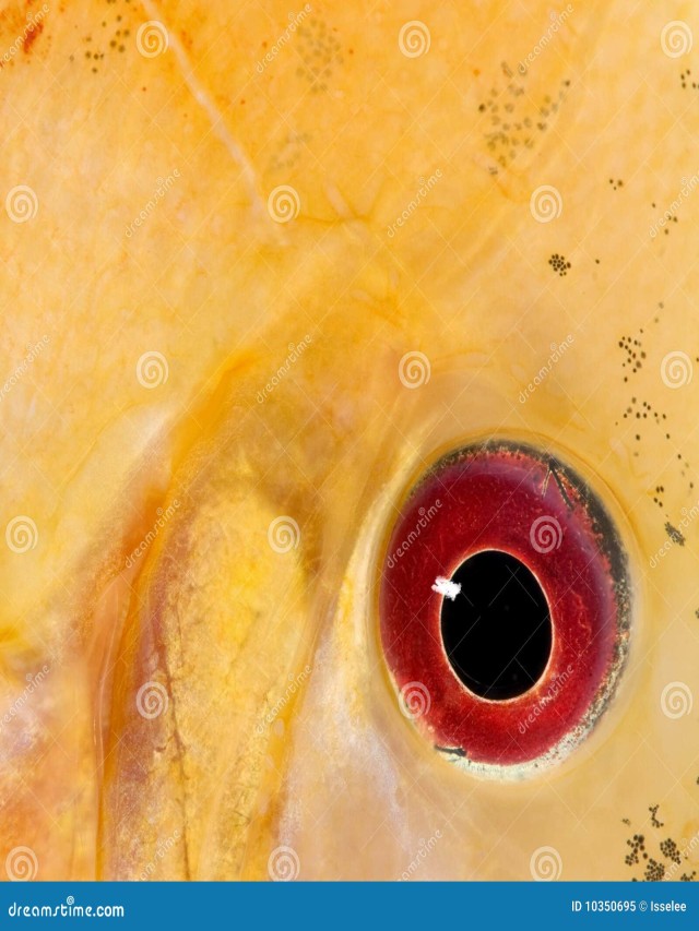 Arriba 96+ Foto que son los ojos de pescado Alta definición completa, 2k, 4k