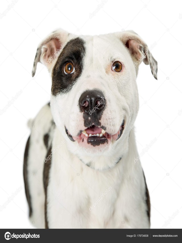Lista 100+ Foto raza de perro blanco con manchas negras Lleno