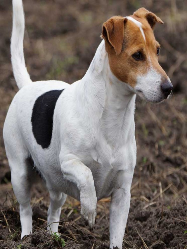 Lista 92+ Foto raza de perro jack russell terrier El último