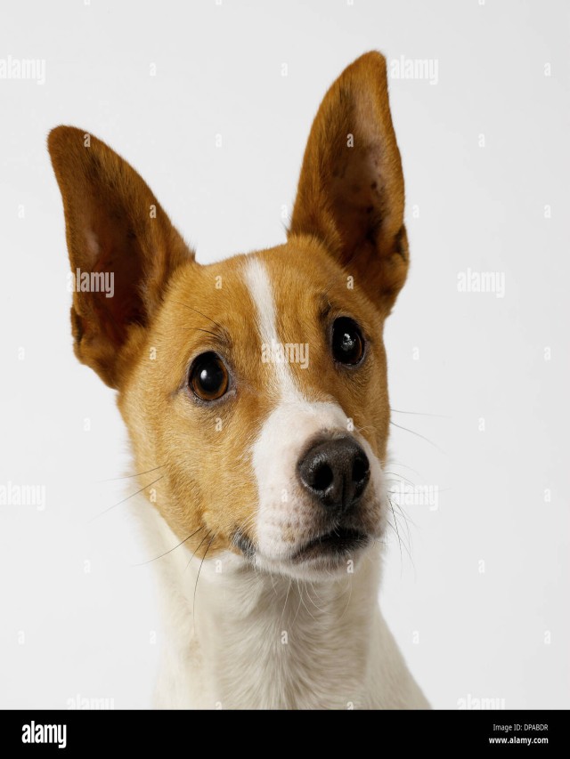 Sintético 102+ Foto raza de perros con orejas paradas Actualizar