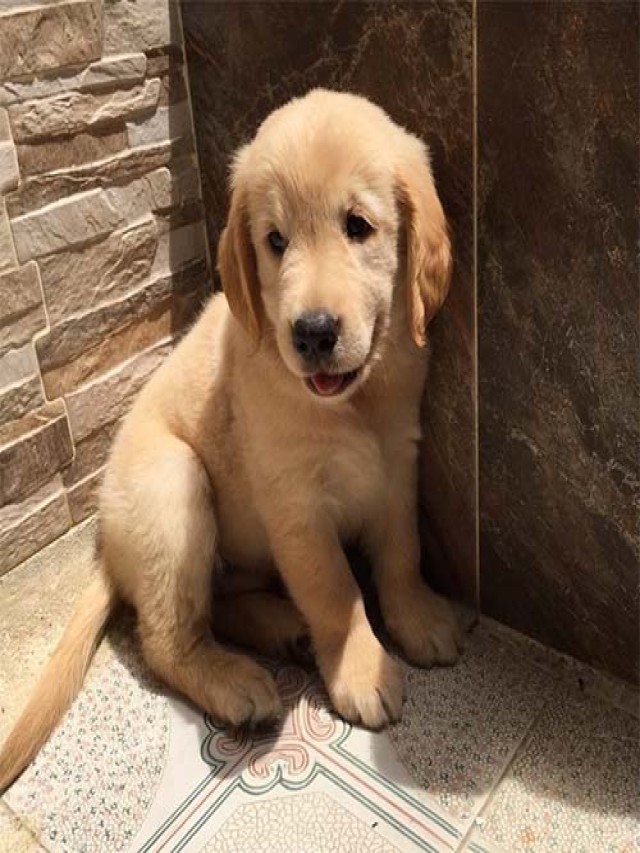 Lista 98+ Foto raza de perros golden retriever precios El último