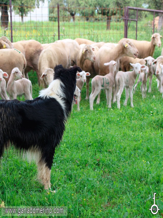 Lista 101+ Foto raza de perros pastores de ovejas Lleno
