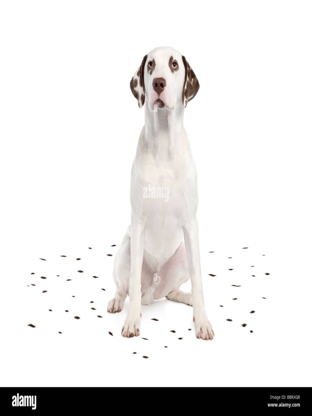 Álbumes 96+ Foto razas de perros blancos con manchas negras Mirada tensa