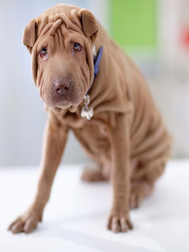 Arriba 100+ Foto razas de perros con cara arrugada Alta definición completa, 2k, 4k