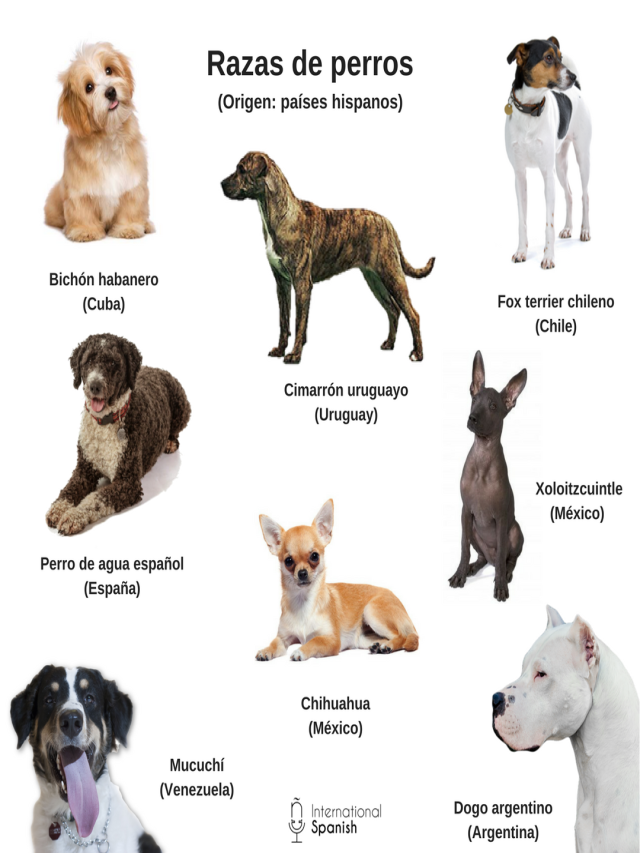 Arriba 90+ Foto razas de perros con sus nombres en español Lleno