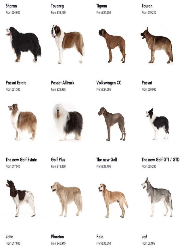 Sintético 91+ Foto razas de perros nombres y fotos Actualizar