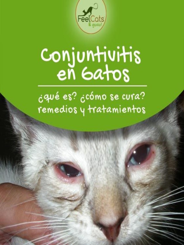 Álbumes 93+ Foto remedios caseros para infección de ojos en gatos Cena hermosa