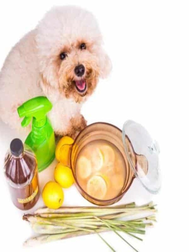 Arriba 104+ Foto remedios caseros para los parásitos intestinales en perros Actualizar