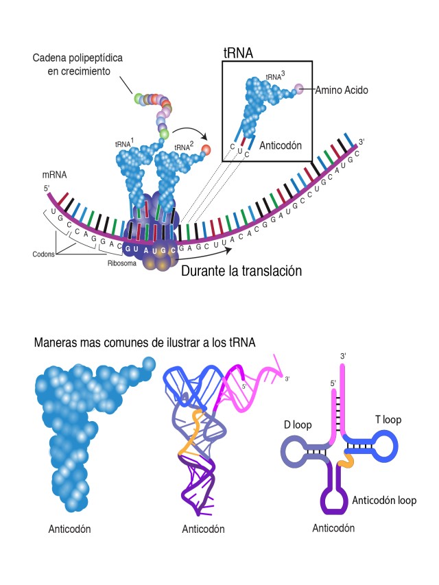 Lista 93+ Foto rna mensajero ribosomal y de transferencia El último