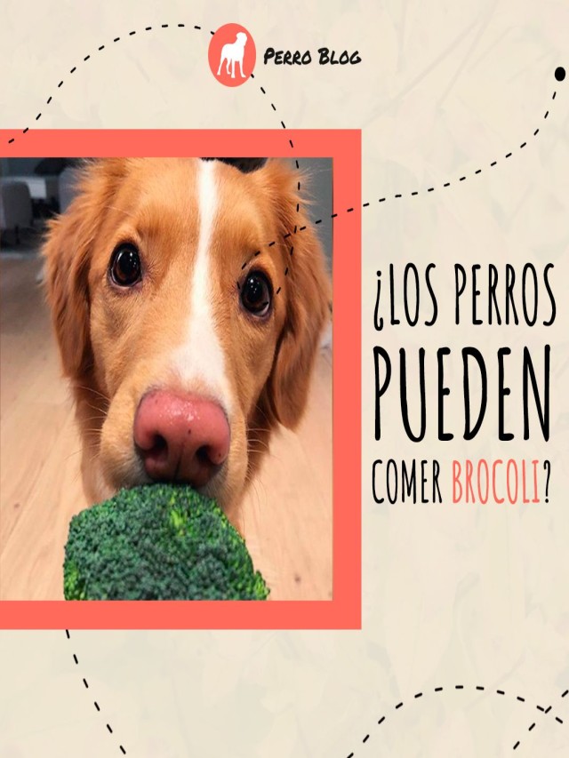 Lista 102+ Foto se le puede dar brocoli a los perros Alta definición completa, 2k, 4k