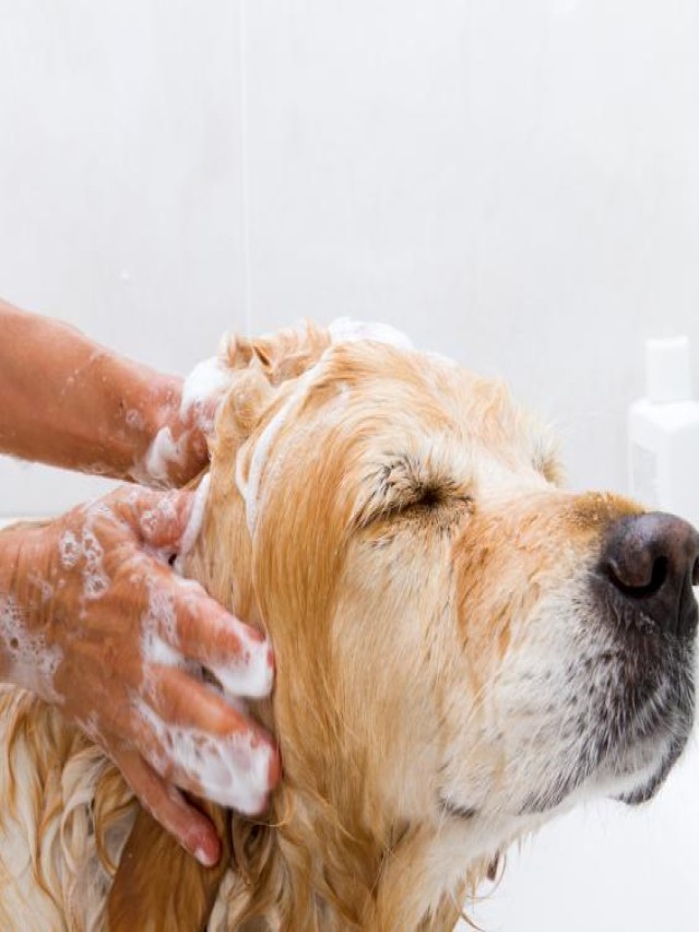 Sintético 99+ Foto se puede bañar a una perra en celo Actualizar
