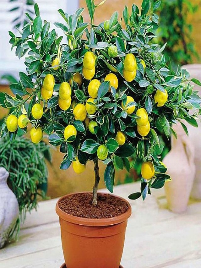 Sintético 96+ Foto se puede plantar un limonero al lado de un naranjo Actualizar