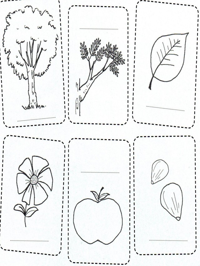 Lista 103+ Foto secuencia de una planta para colorear Alta definición completa, 2k, 4k