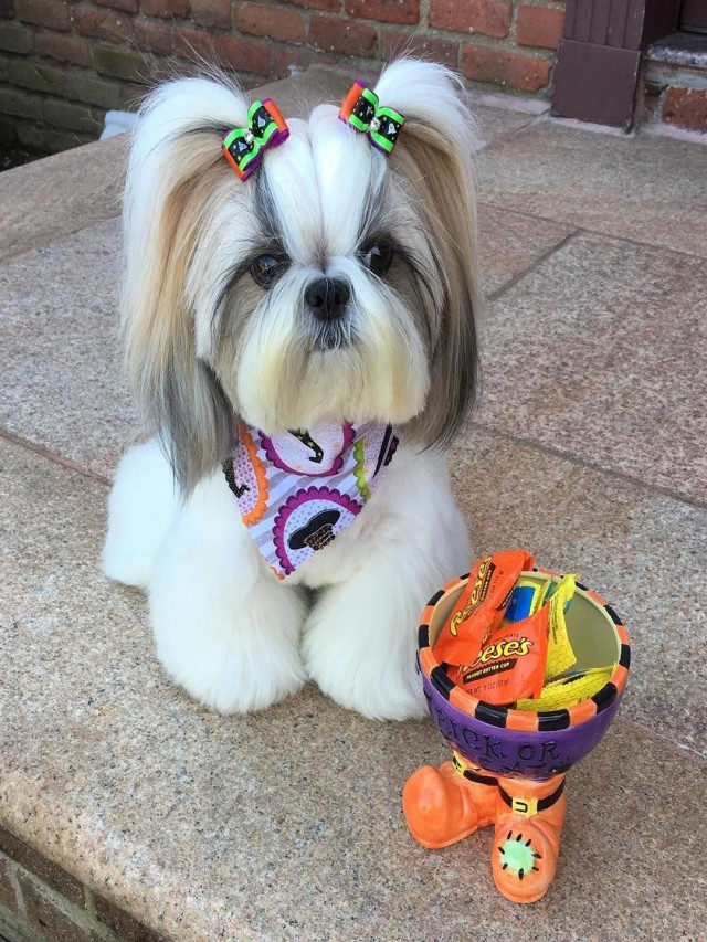 Em geral 91+ Imagen shih tzu puppy cut with top knot Lleno