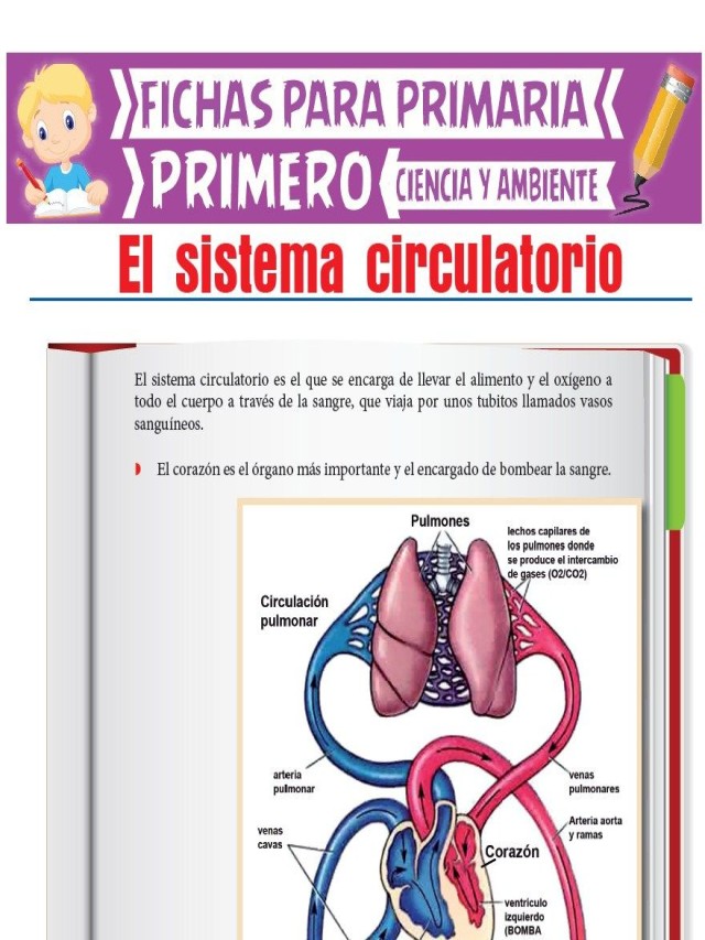 Arriba 105+ Foto sistema circulatorio para niños de primaria para imprimir Mirada tensa