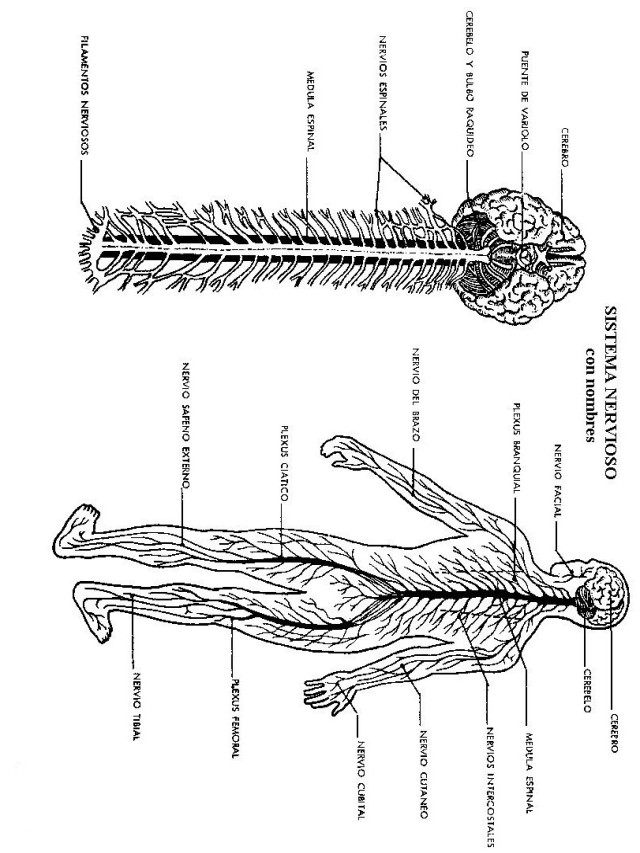 Sintético 95+ Foto sistema nervioso y sus partes para niños para colorear Alta definición completa, 2k, 4k