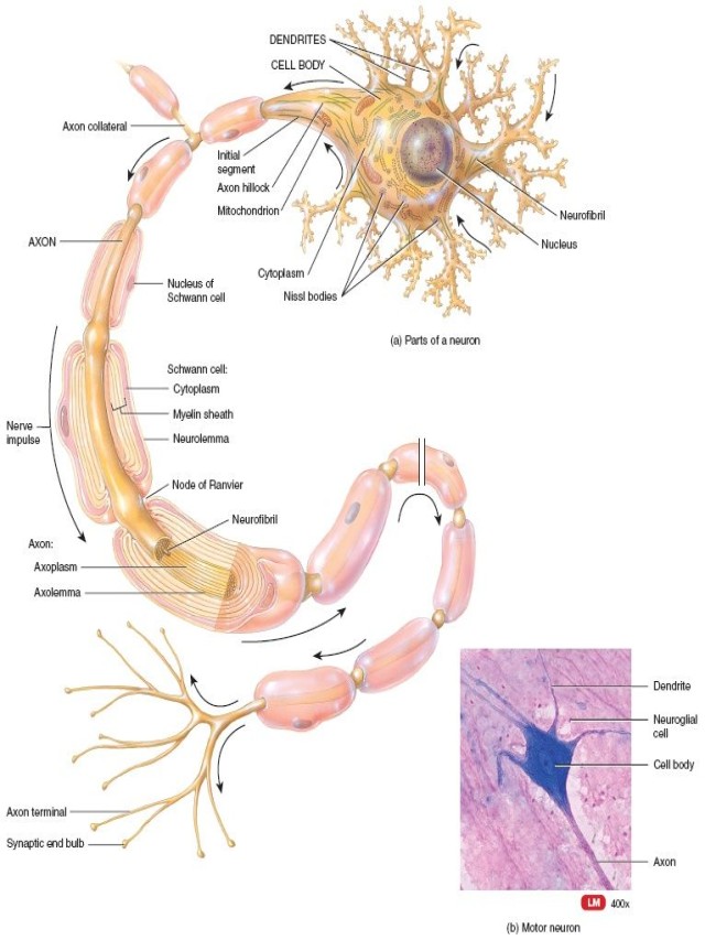 Álbumes 90+ Imagen sketch and label multipolar neuron. Actualizar