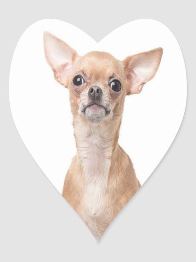Lista 102+ Foto tamaño del corazon de un perro chihuahua Mirada tensa