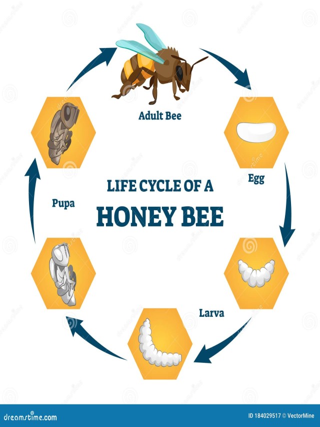 Lista 100+ Imagen the diagram shows the life cycle of the honey bee Mirada tensa