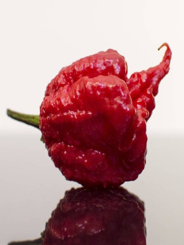 Álbumes 104+ Foto the hottest pepper in the world Mirada tensa