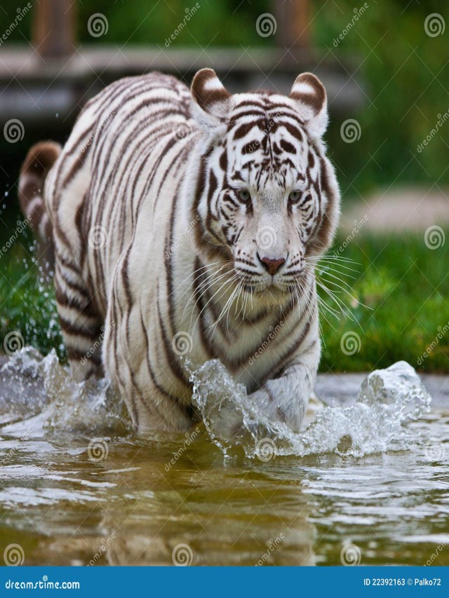 Lista 101+ Foto tigre de bengala blanco en el agua Cena hermosa