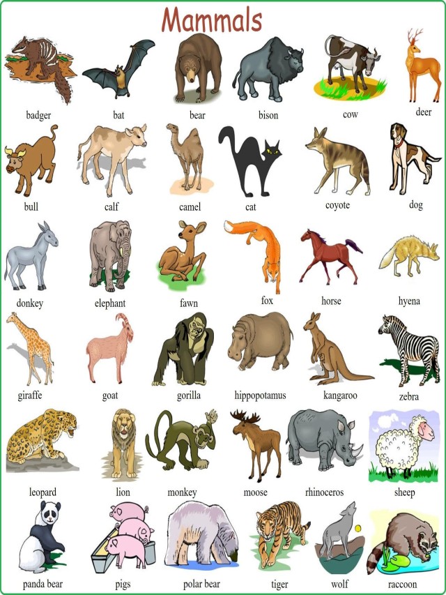 Sintético 99+ Foto todos los animales del mundo con su nombre Mirada tensa