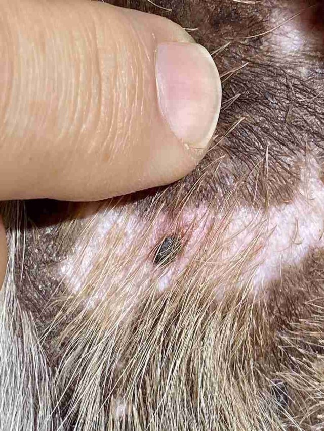 Arriba 105+ Foto tumor cáncer de piel en perros imágenes Lleno