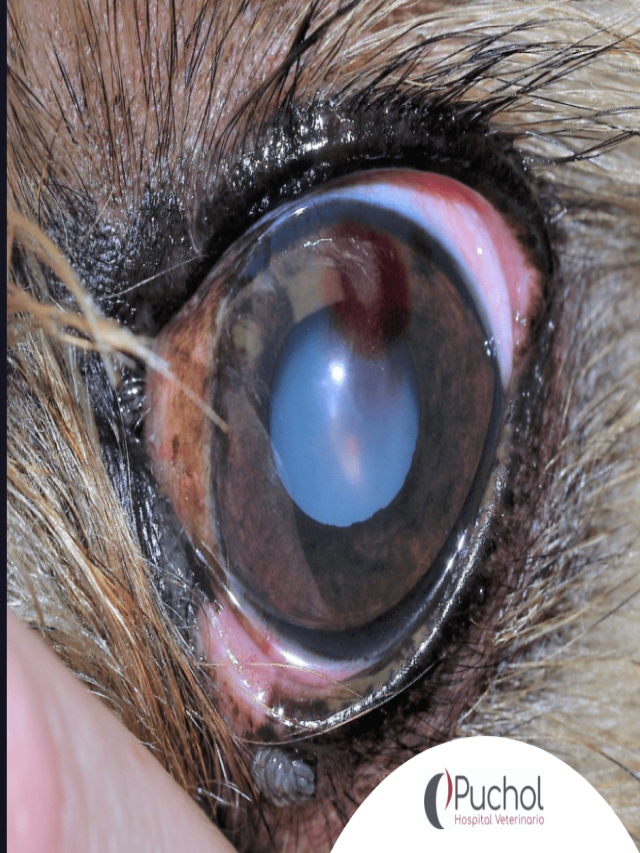 Sintético 91+ Foto tumor en el ojo de un perro Cena hermosa