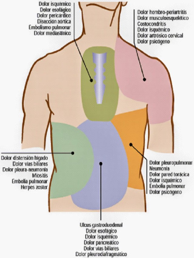 Sintético 91+ Foto ubicación de los pulmones en la espalda Actualizar
