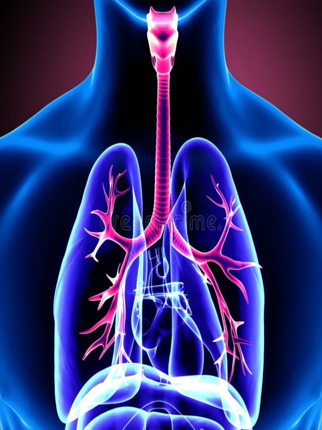 Arriba 96+ Foto ubicacion de pulmones en el cuerpo humano Actualizar