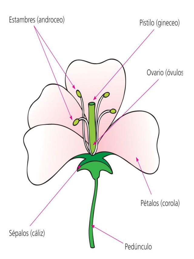 Lista 94+ Imagen una flor con sus partes para dibujar Alta definición completa, 2k, 4k