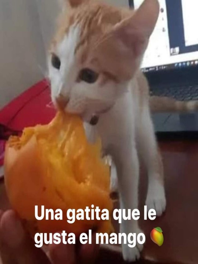 Arriba 100+ Foto una gatita que le gusta el mango meme Mirada tensa