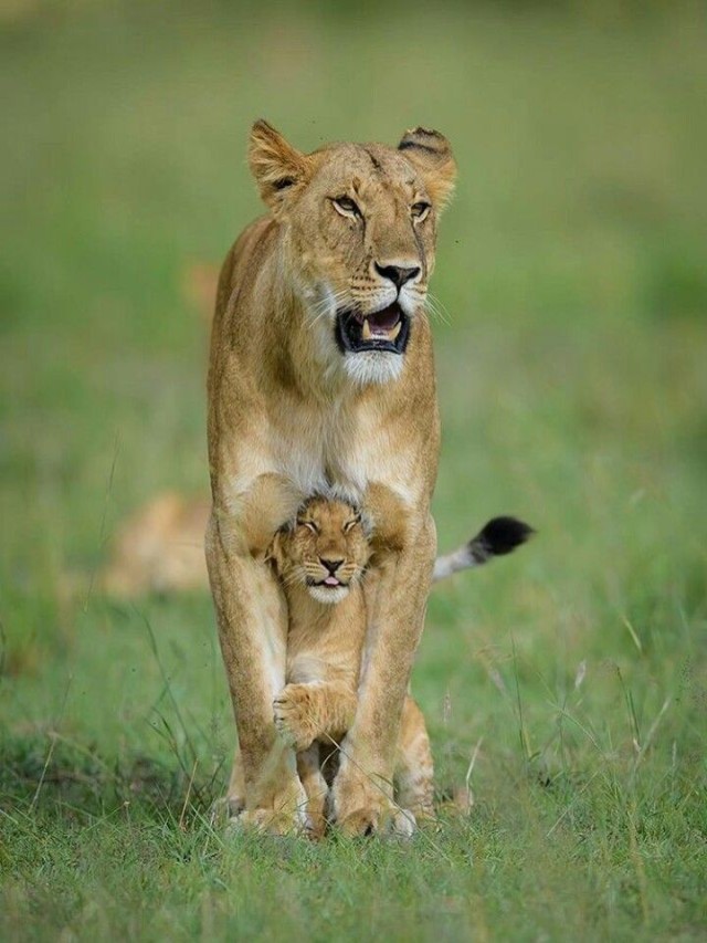 Lista 91+ Foto una leona alimenta a un leopardo bebé Alta definición completa, 2k, 4k