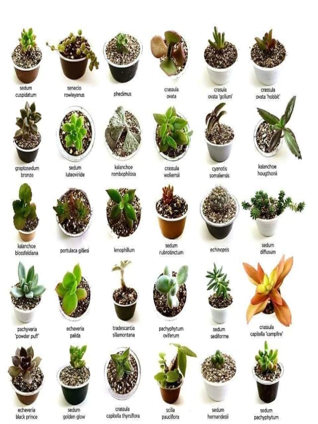 Lista 101+ Foto variedad de cactus y sus nombres El último