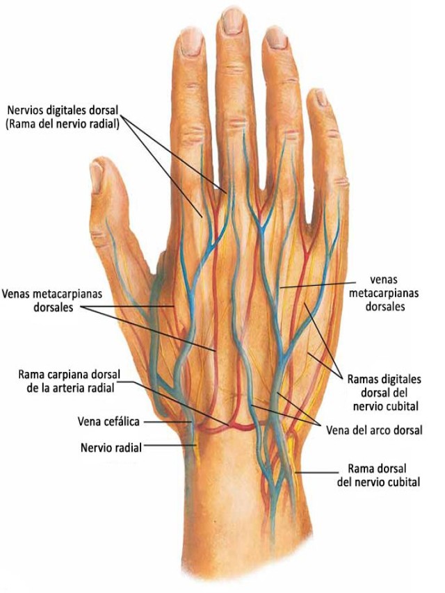 Lista 91+ Foto venas de los dedos de la mano Cena hermosa